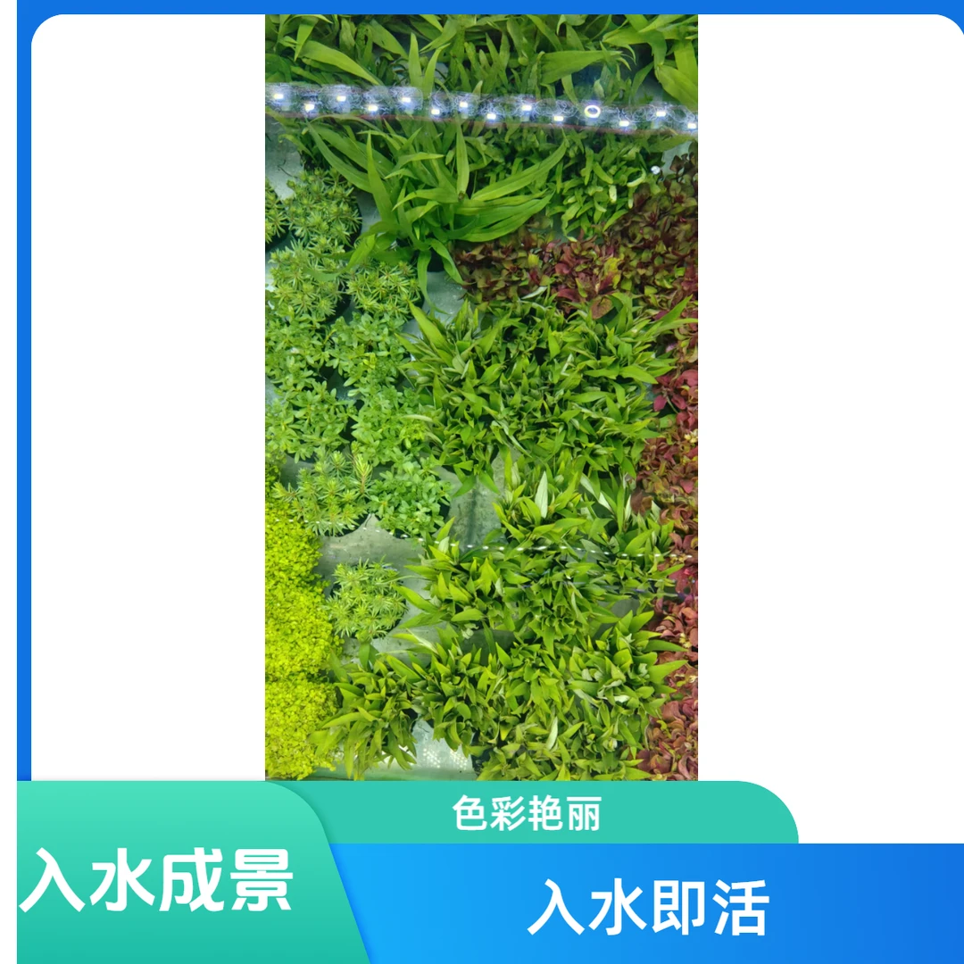 【坨草合集】新手无底沙沉底水草 无需种植 入水成景