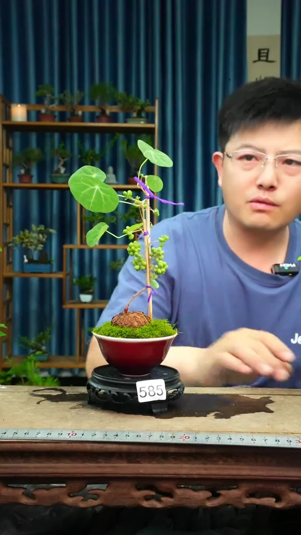 无花朵苔藓微景观585号