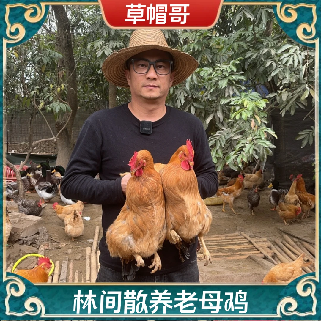 【老兵A】林间放养500天黄油老母鸡  发2只净重4-4.5斤  带内脏