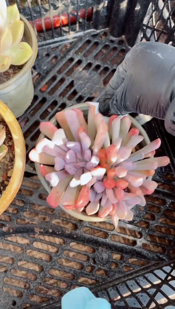 华多肉植物一物一拍21096