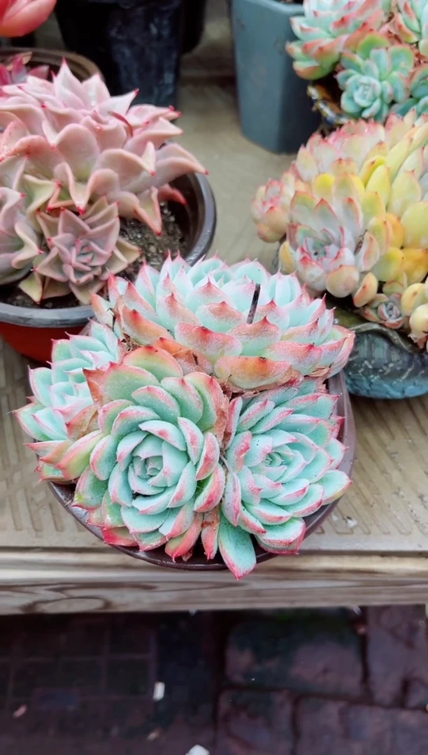 漫**端01042多肉植物一物一拍