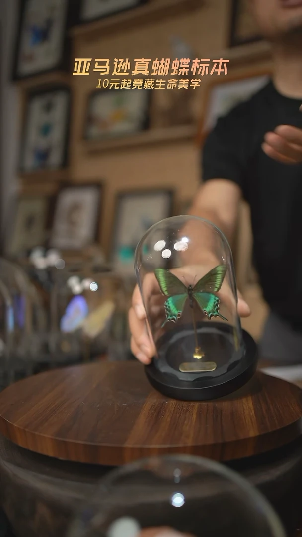 有机玻璃绿带翠凤蝶春型小号玻璃罩