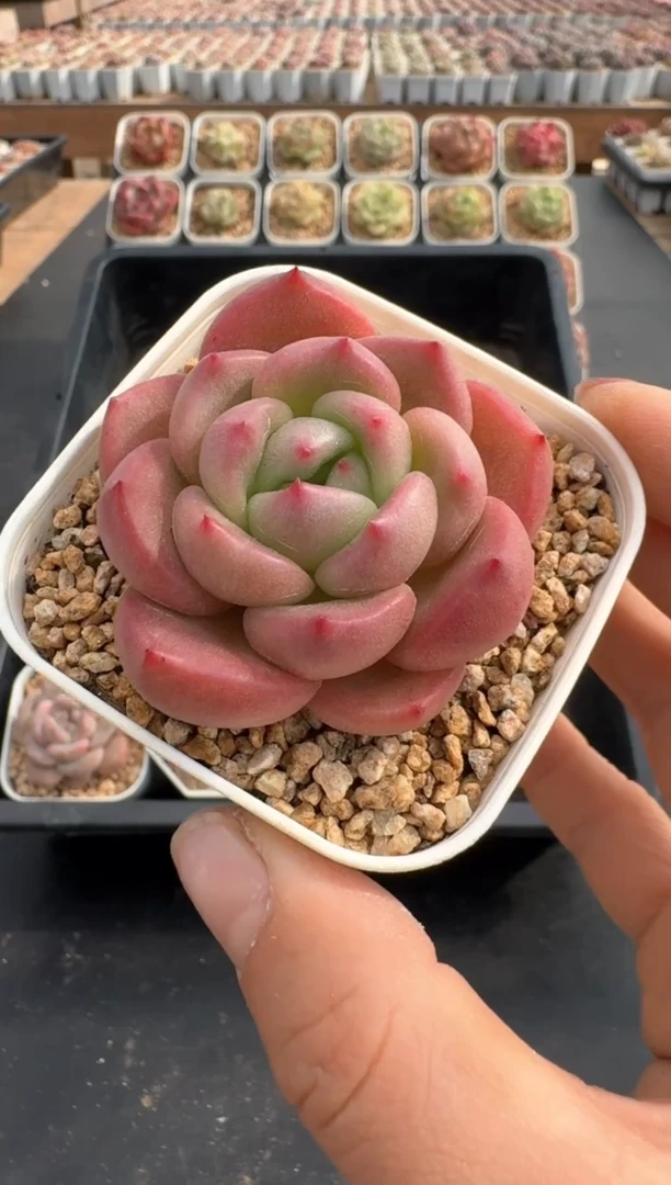 【闪购商品】702C物拍多肉带盆土6.5杯拍3颗包柚