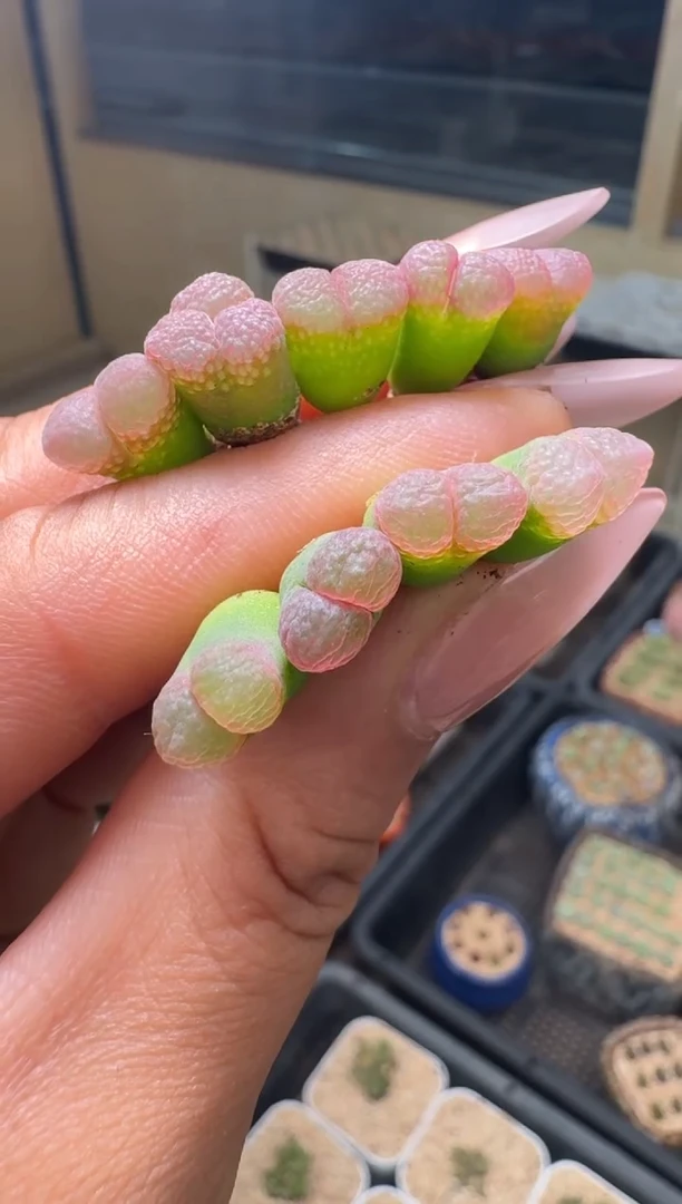 27-152多肉植物肉锥一颗