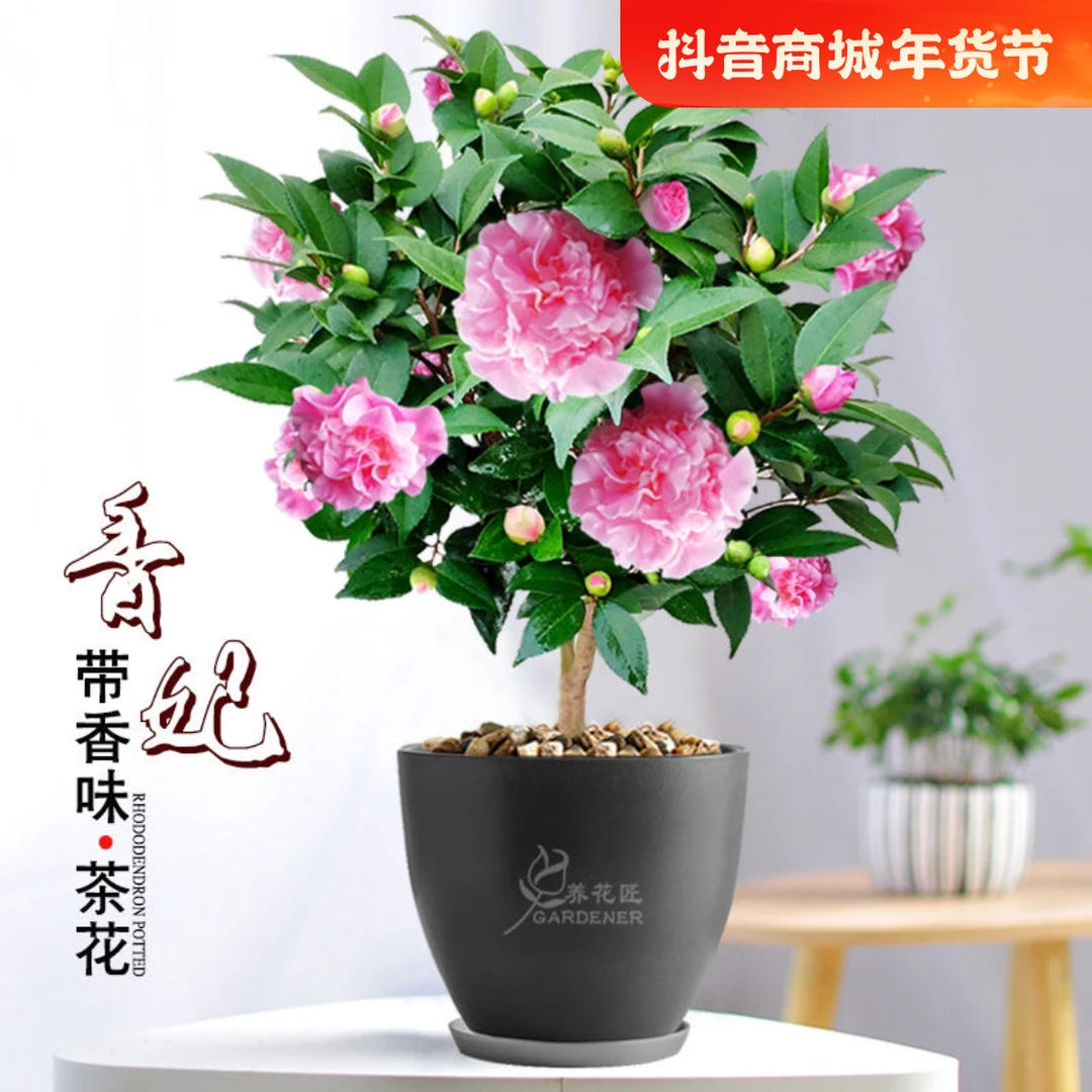 香妃山茶花地栽盆栽浓香型花卉室内外四季好养茶花开了