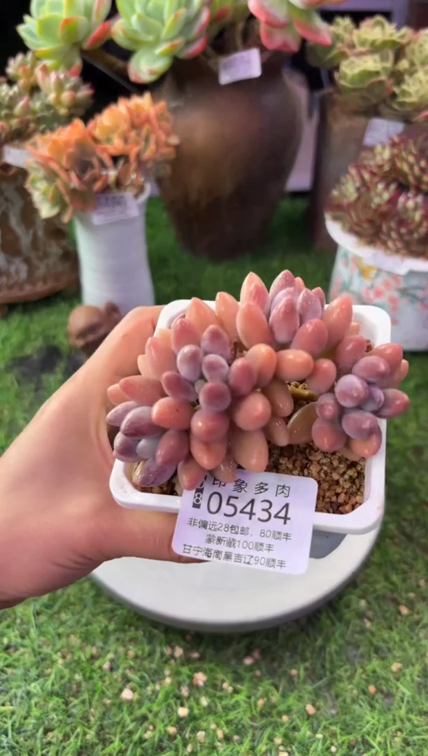 昆明印象多肉05434
