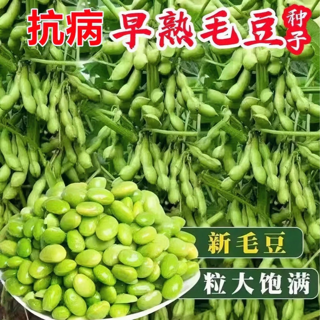 【早熟矮生毛豆种子】大粒毛豆种子青皮豆蔬菜种籽毛豆种子