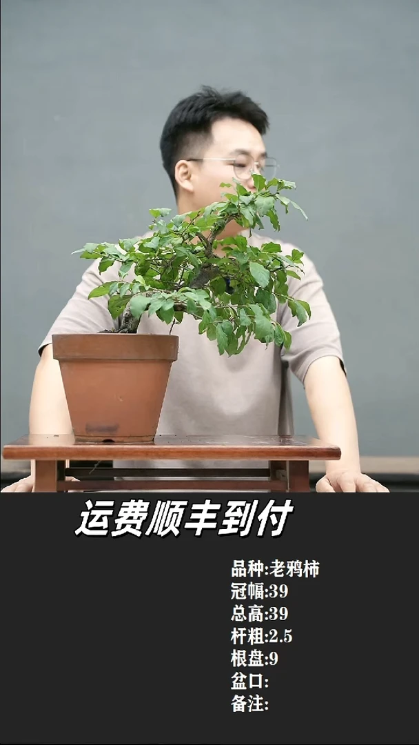 2****82 老鸦柿