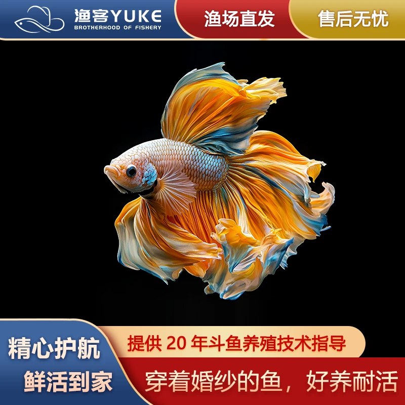 A9（161-180号）泰国斗鱼半月将军小型热带观赏鱼（直播间选号）