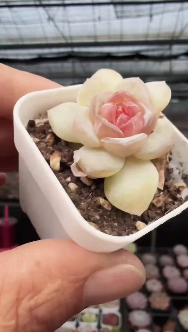 东云多肉园新款-141