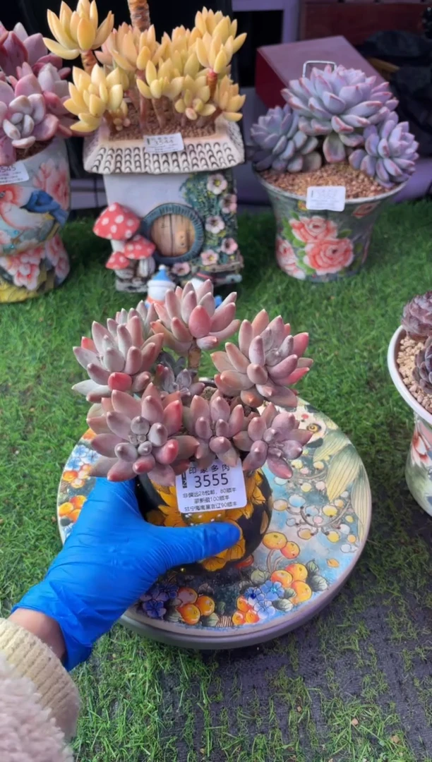 昆明印象多肉3555