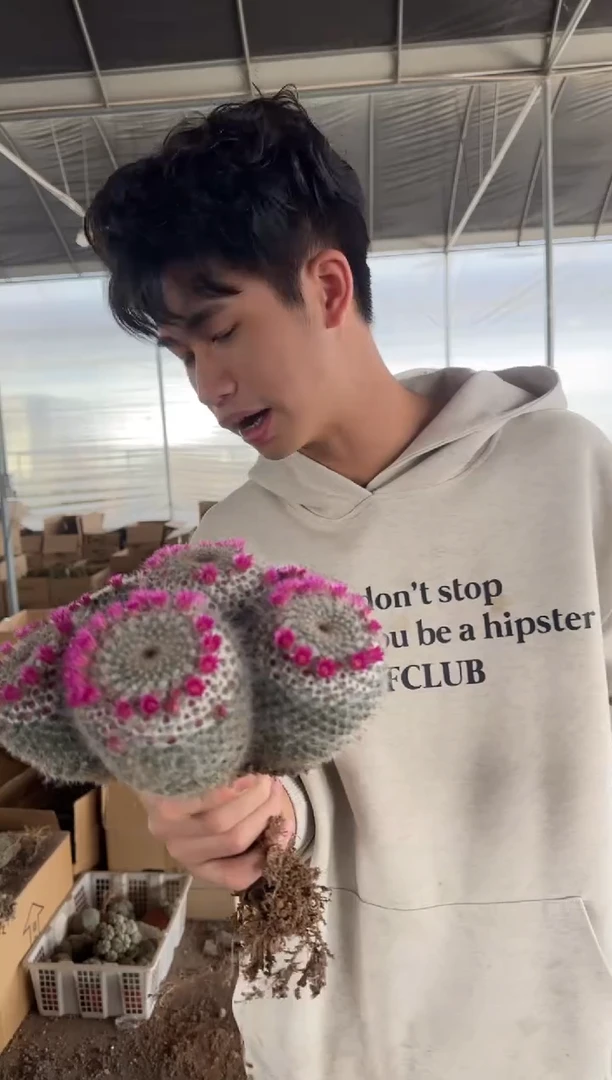 多头 玉翁【实生根】13-18cm