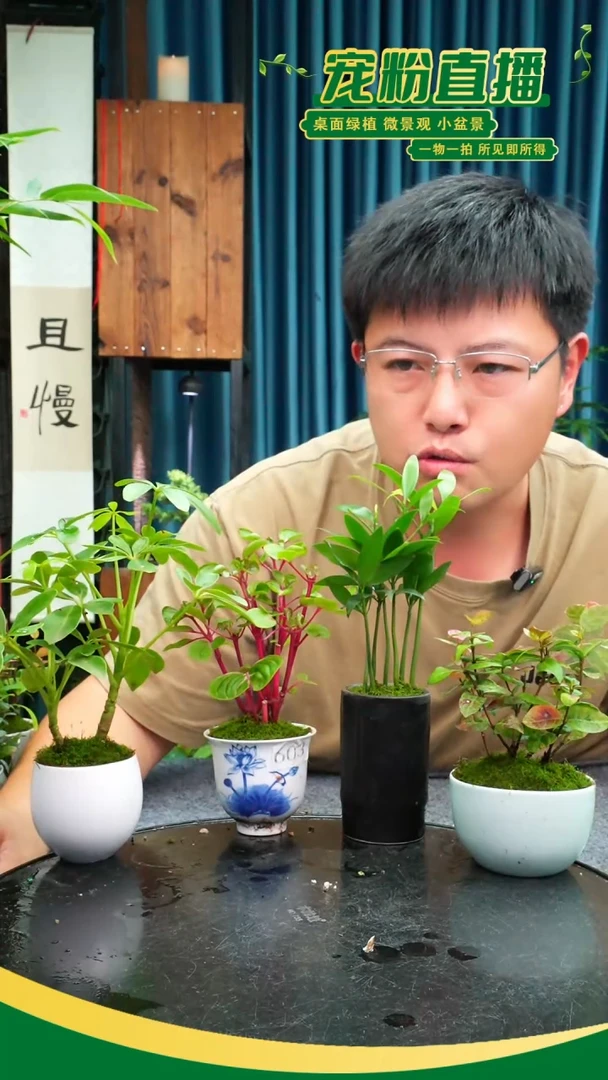 无花朵陆苔藓微景观603号