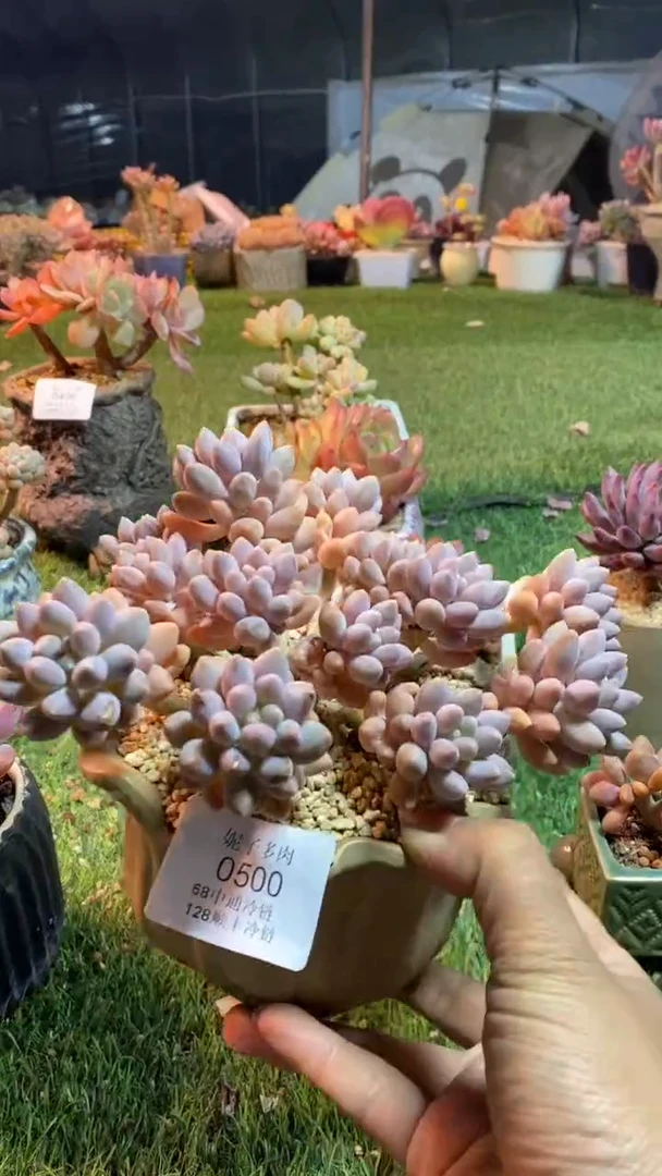 0500《满28包邮发货》