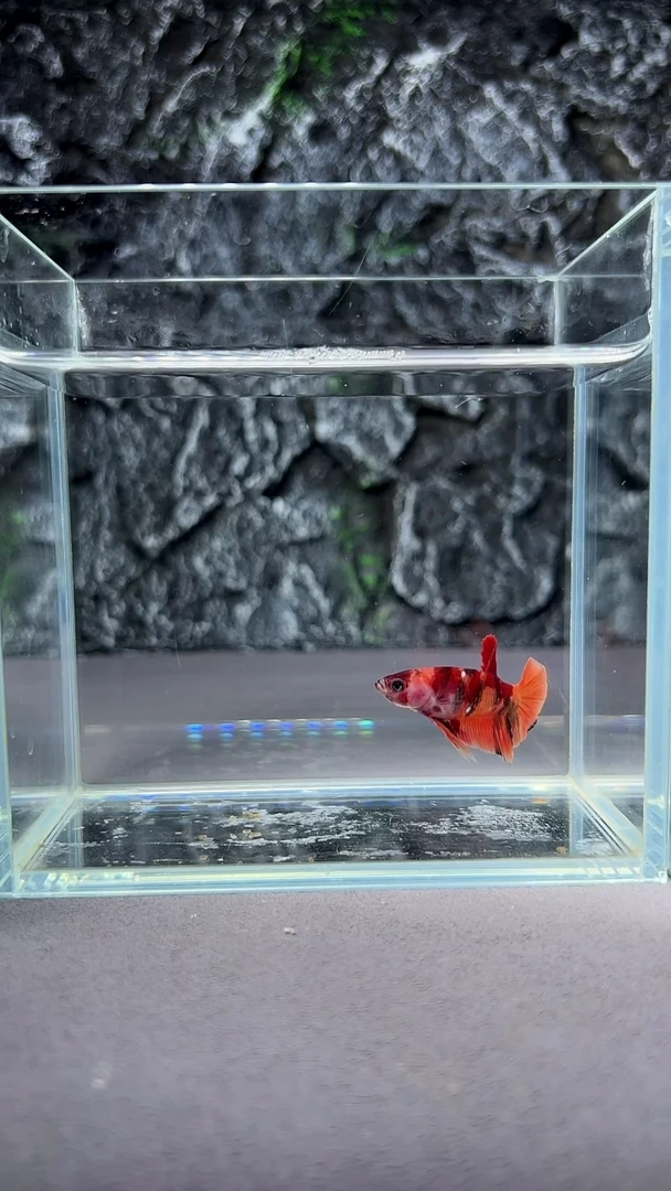 斗鱼竞拍链接A018