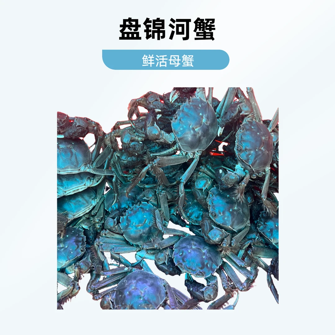 盘锦稻田河蟹一两母单只0.7~1两左右【放心下单保活】
