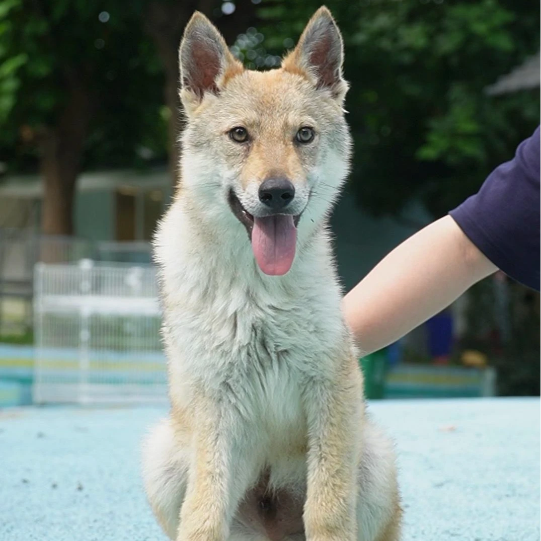 0613拍摄18号带CKU出生纸芯片捷克狼犬幼犬弟弟①5.11②5.27③6.13