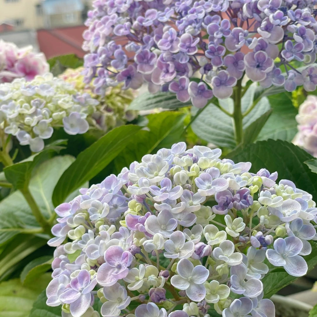 爱莎 5加仑 后期会变色（桐木寨）  生花苞发货 大花绣球 花卉盆栽