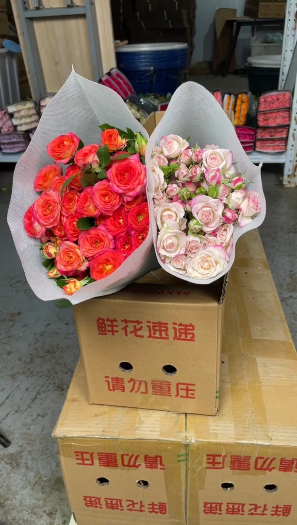 爱丽丝10枝+折射10枝