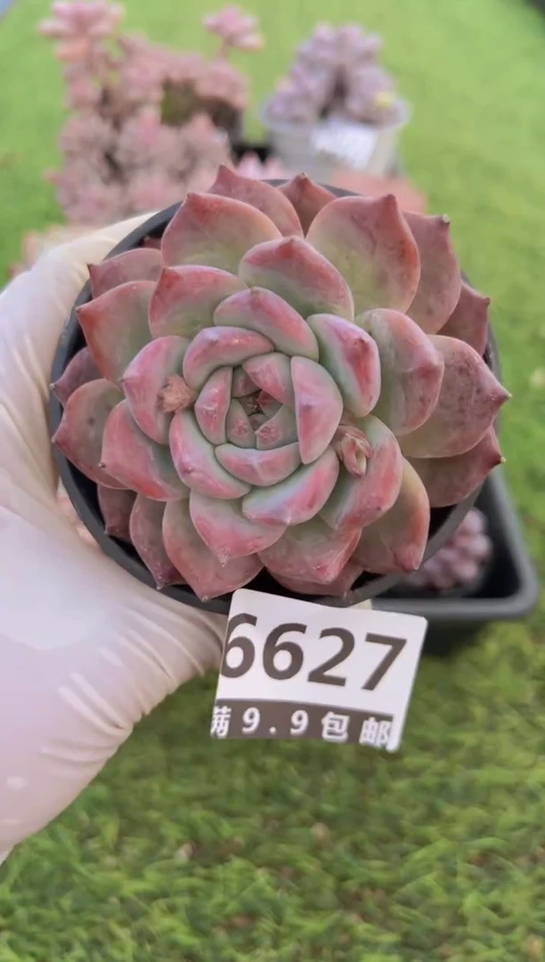 【闪购商品】信福多肉一物一拍