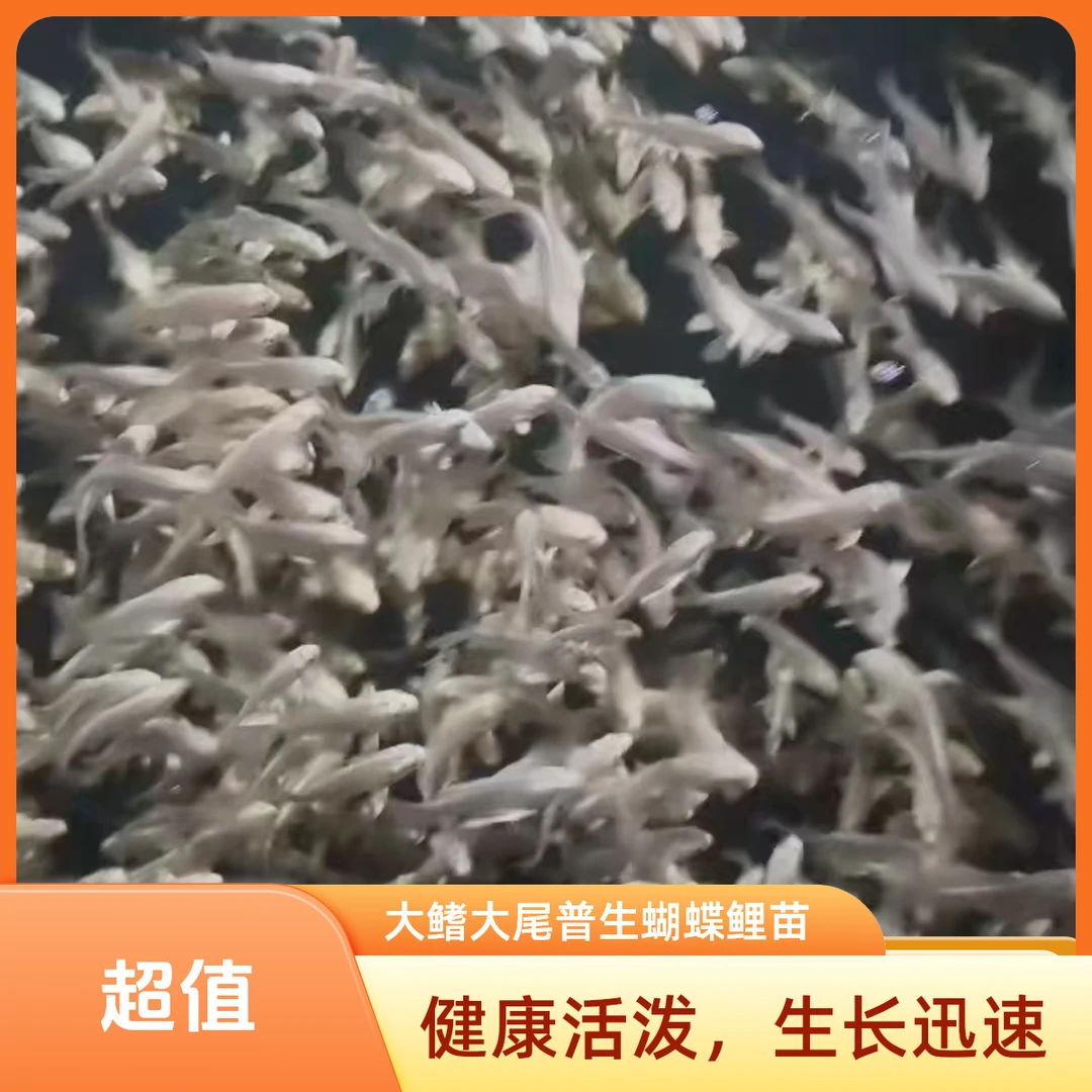 大鳍大尾普生蝴蝶鲤苗