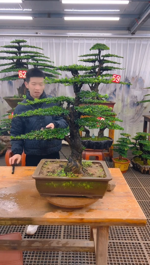 无花朵ℒ****龙精品盆景直播间一物一拍