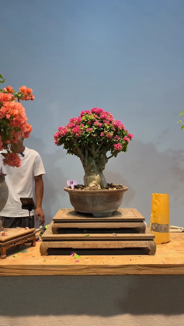 无花朵三角梅专场一物一拍58