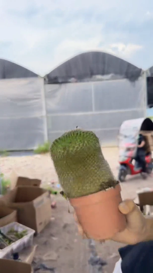 2颗 7-10cm 大号 玉翁【实生根】