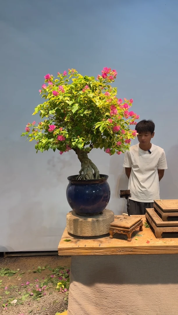 无花朵三角梅专场一物一拍60