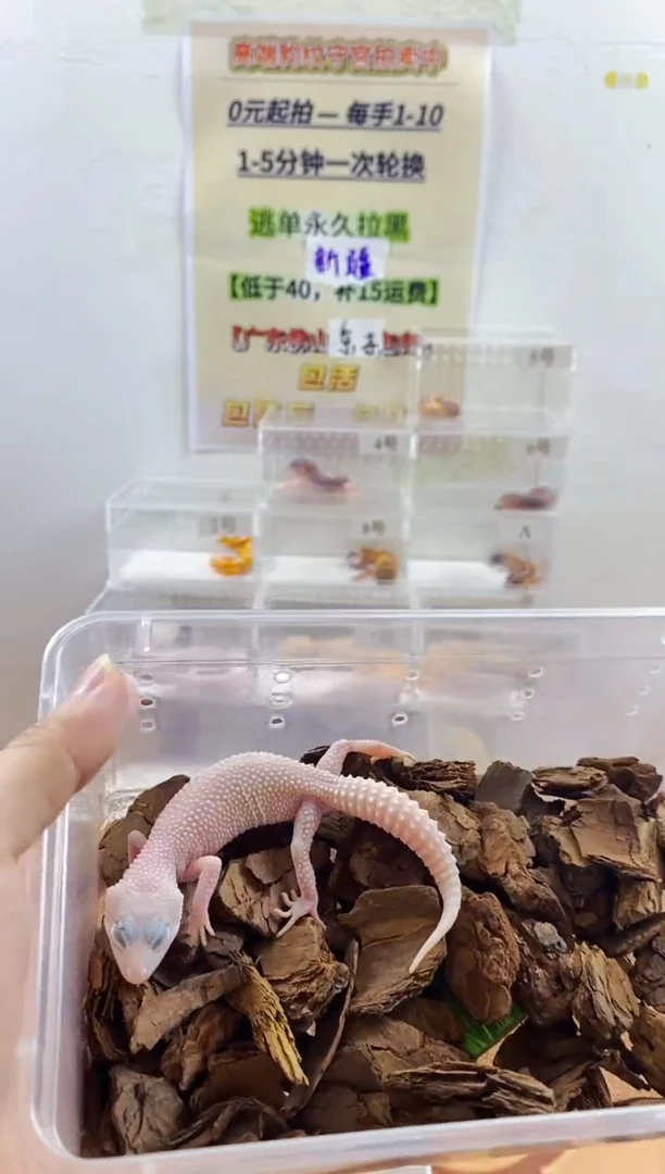 豹纹守宫豹纹守宫幼苗亚成体成体肥尾
