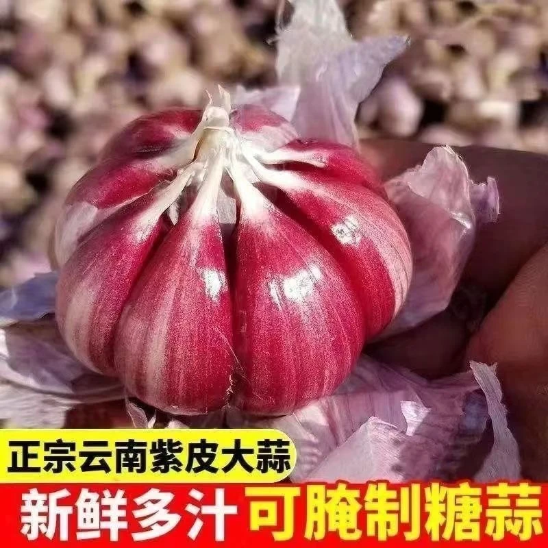 【现挖鲜蒜半干蒜】紫皮多瓣蒜分瓣蒜香辣多汁大蒜头
