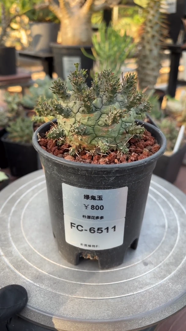 绿鬼玉大戟FC-6511