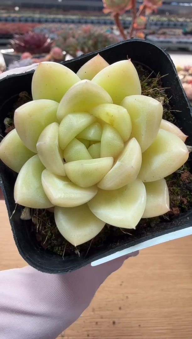 东云多肉园二店-34