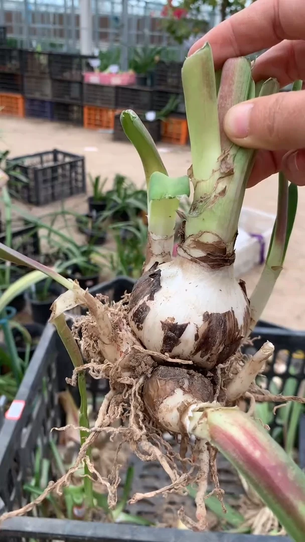 无花朵珊瑚仙子坨坨