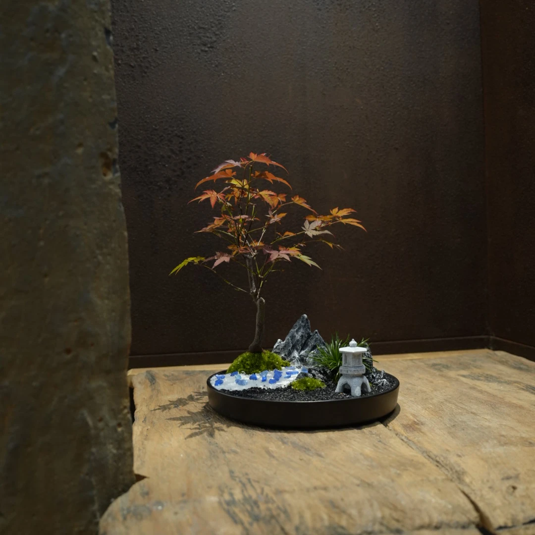 【美美精选】红枫组合盆景/造景/精选盆景