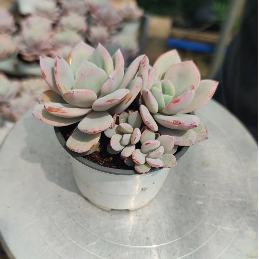 精品控养韩版奶茶（两单包邮）
