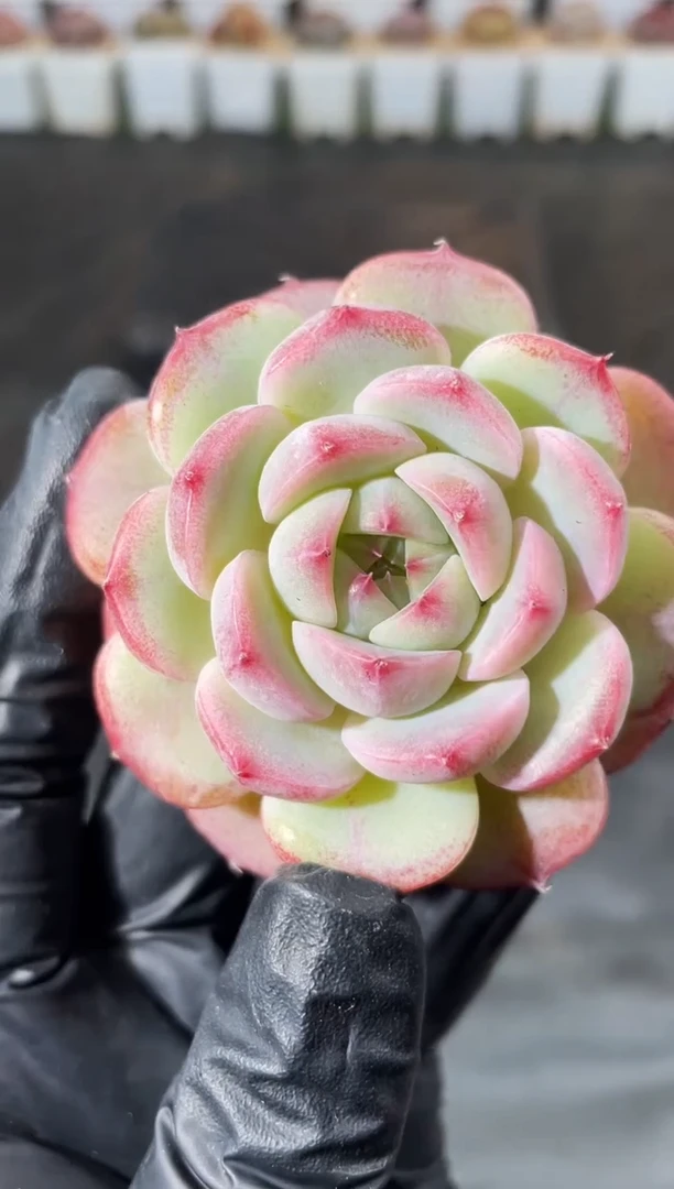 7-21 糯叽叽5-6厘米 量拍发一颗