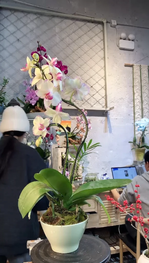 大部分花苞少量开放2415蝴蝶兰一物一拍