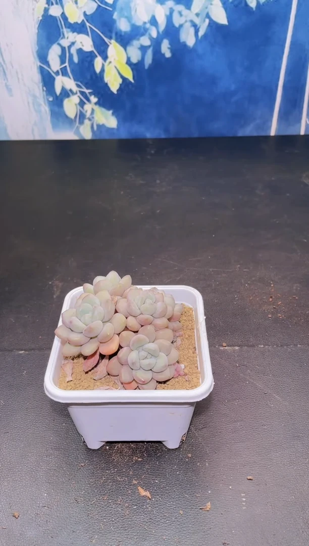 【闪购商品】039泡泡糖多肉