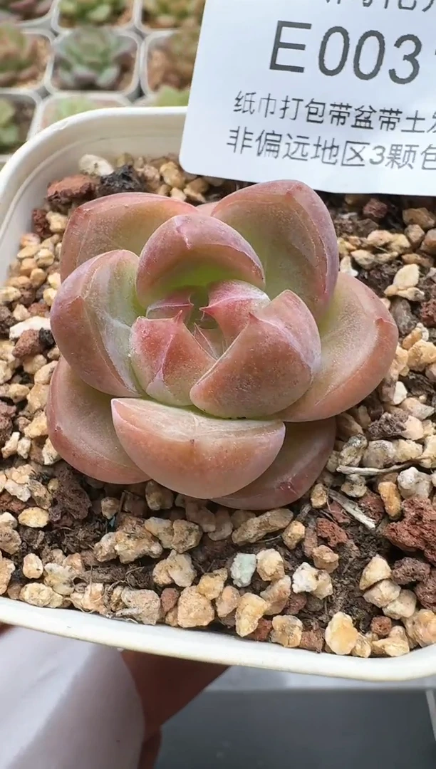 031E云禹多肉植物 带盆土纸巾打包 3颗包邮