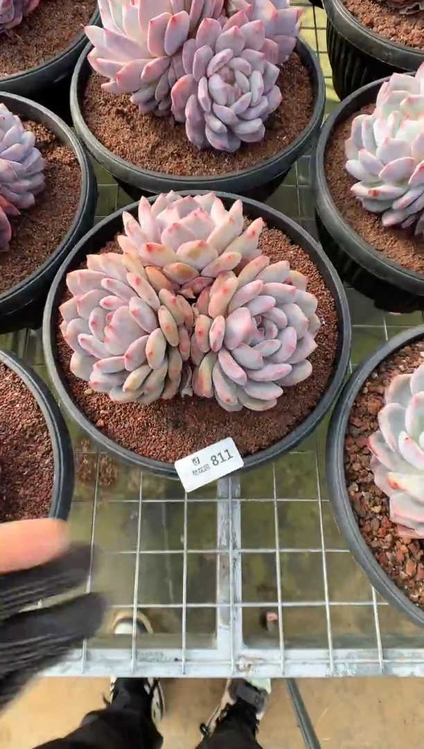 811紫皮橙多肉植物一物一拍