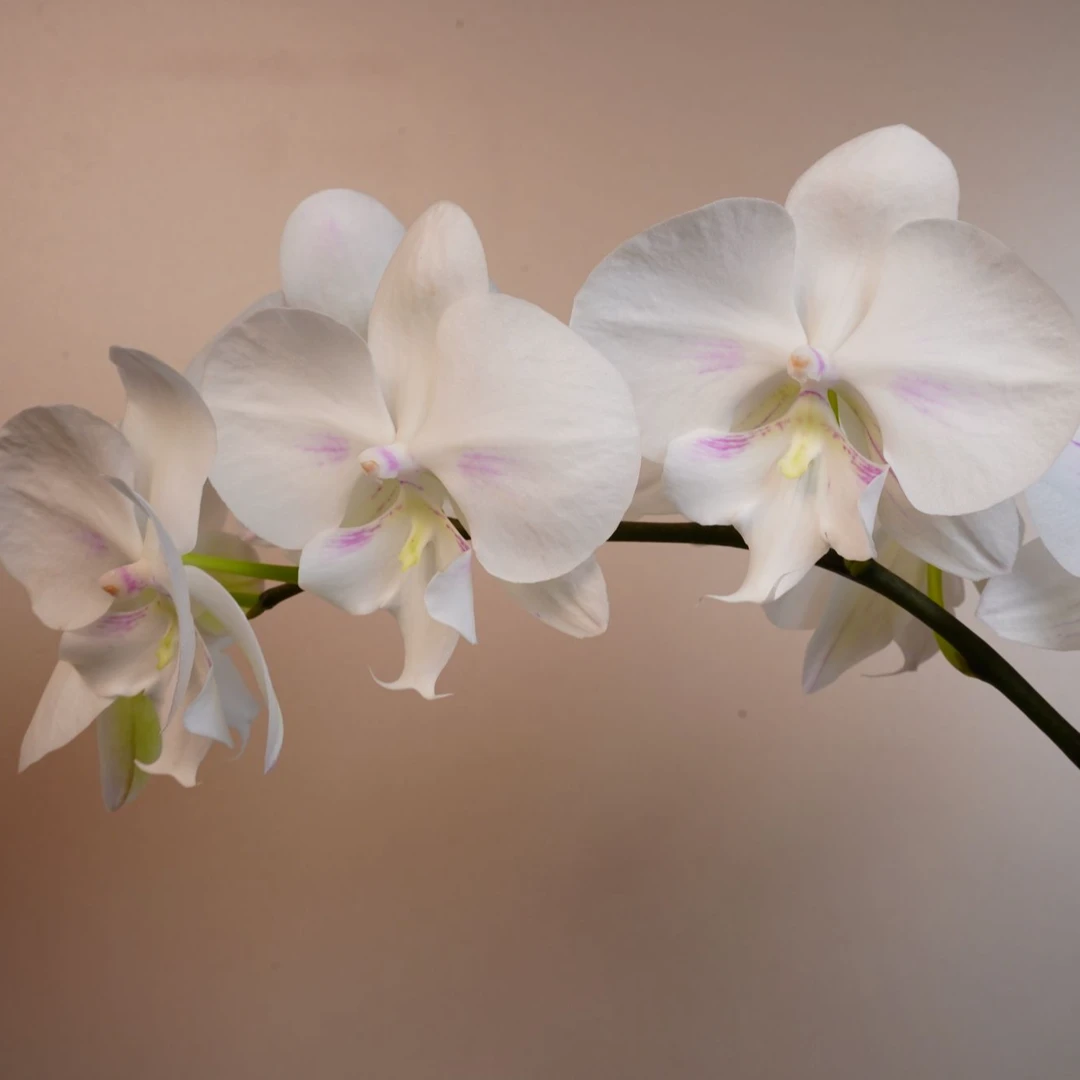 繁星里蝴蝶兰（日月之光3.0寸）全花开花珠发货