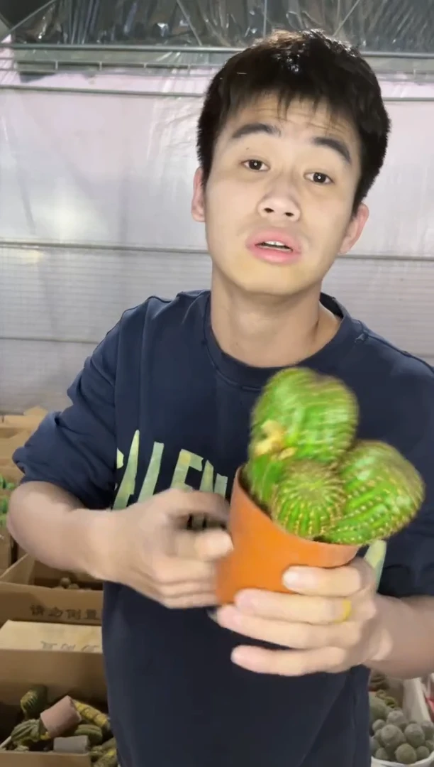 【闪购商品】2颗 丽花群生 6-8cm