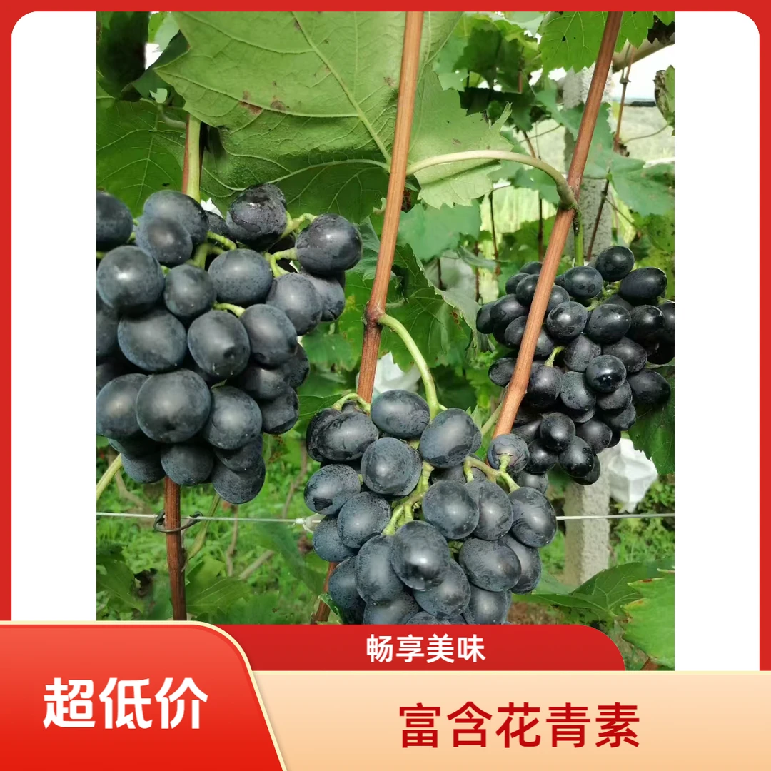 精品紫王葡萄/1件5斤/顺丰包邮/送礼首选