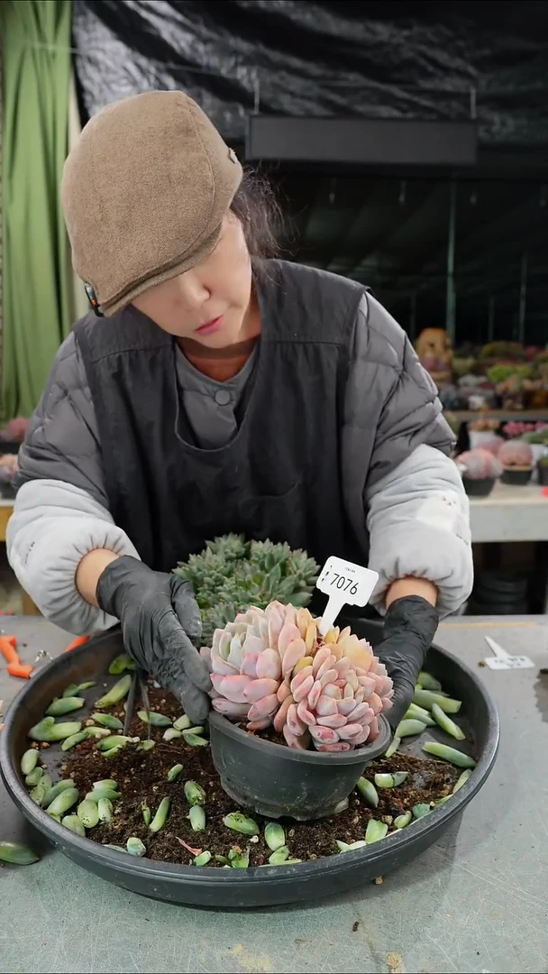 7076号梦露4头        肉