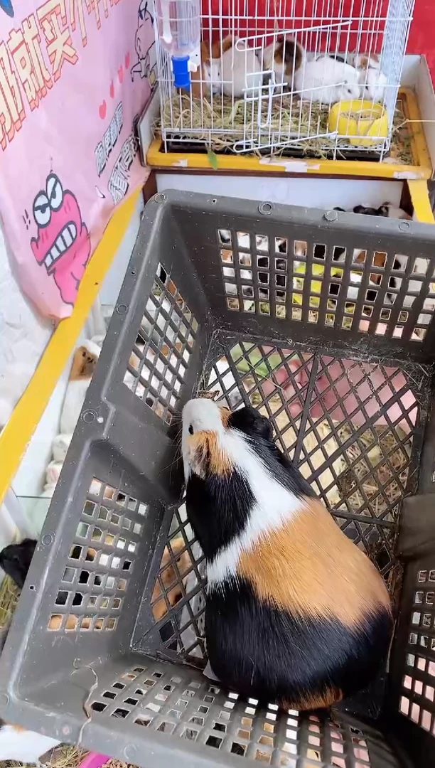 豚鼠大猪直播间选好截图