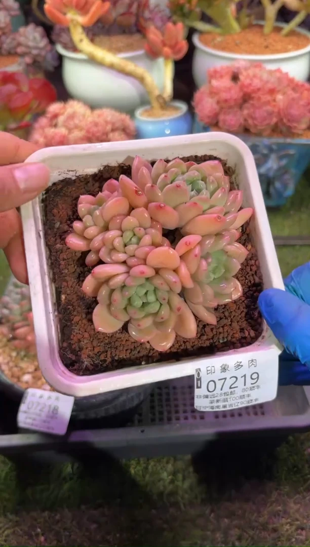 【闪购商品】07219