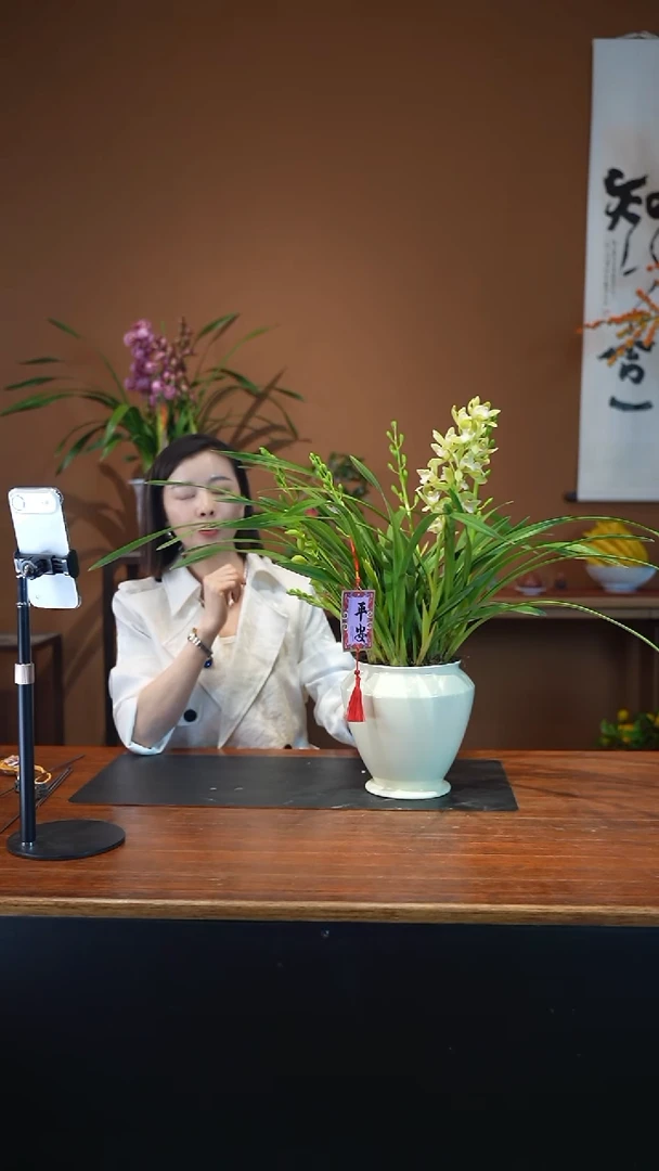 全部花朵香兰盆景盆景盆景