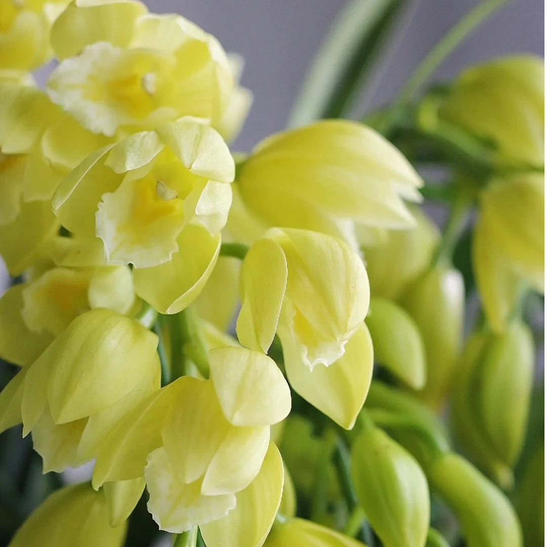 帝王素拱兰大花蕙兰盆栽中通顺丰包邮植迷不误