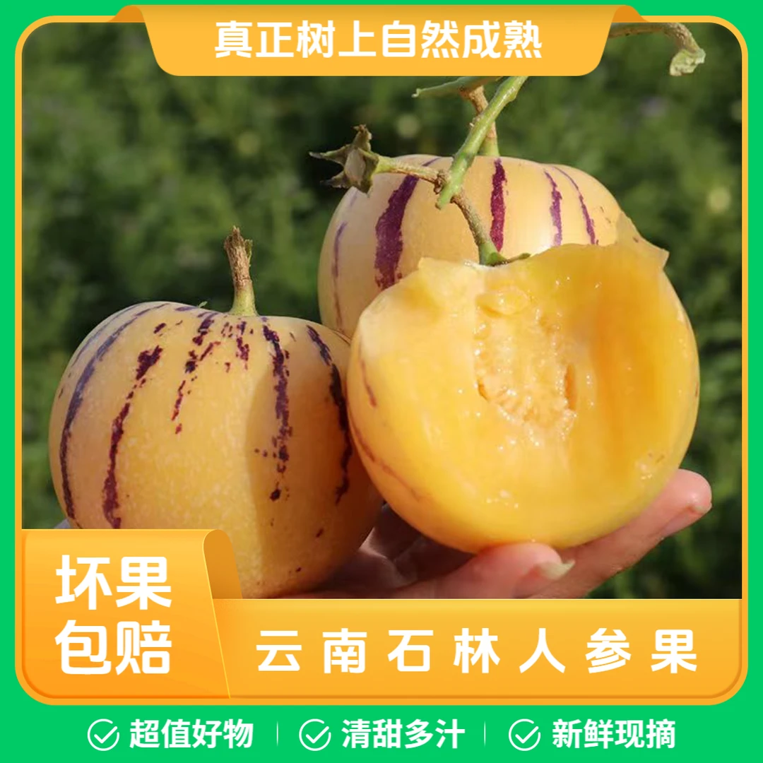 【低糖】云南石林人参果清甜多汁皮薄树上熟黄肉应季水果产地包邮